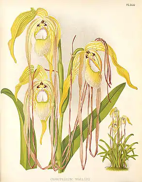 Phragmipedium warszewiczianum