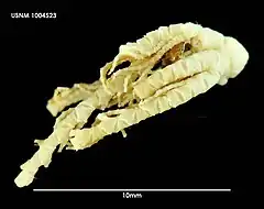 Phrixometra nutrix (USNM)