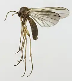 Phronia biarcuata.