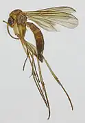 Phronia humeralis.