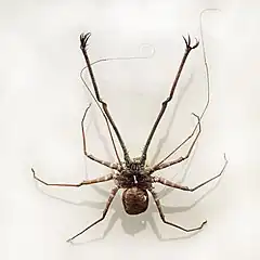 Description de l'image Phrynichus phipsoni (whip spider).jpg.