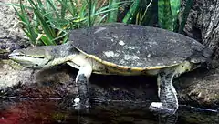 Phrynops hilarii une tortue d'eau nommée ainsi en l'honneur d'Isidore Geoffroy Saint-Hilaire.
