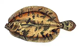 Phrynorhombus norvegicus