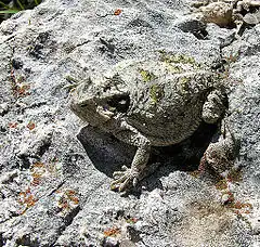 Description de l'image Phrynosoma braconnieri.jpg.