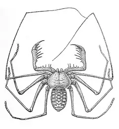 Description de l'image Phrynus tessellatus 1894.jpg.