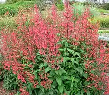Une plante buissonnante au feuillage vert, avec une abondante floraison de trompettes rouges portées par des tiges nues, ressemblant beaucoup à un fuchsia.