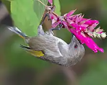 Une femelle Méliphage à croissants se nourrissant dans une inflorescences de fleurs tubulaires