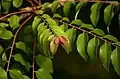 Jeune feuillage de Phillanthus acidus.