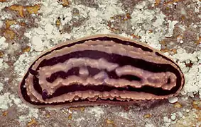 Phyllidiella zeylanica.