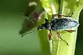 Phyllobius glaucus (dans les Ardennes belges)