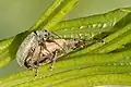 Couple de Phyllobius pyri (Ardennes belges)