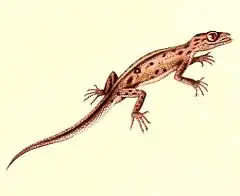 Description de l'image Phyllodactylus gerrhopygus 1847 - cropping.jpg.