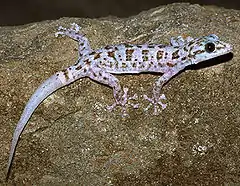 Description de l'image Phyllodactylus_xanti.jpg.