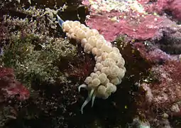 Phyllodesmium magnum.