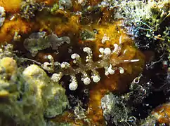 Phyllodesmium macphersonae?