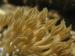 Cérates d'un nudibranche Phyllodesmium rudmani