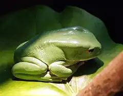 Description de l'image Phyllomedusa boliviana - Bolivianischer Makifrosch.jpg.