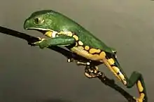 Grenouille verte en train de grimper à la tige d'une plante, de la gauche vers la droite, vue de profil