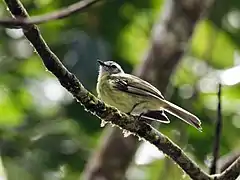 Description de l'image Phyllomyias plumbeiceps - Plumbeous-crowned Tyrannulet.jpg.