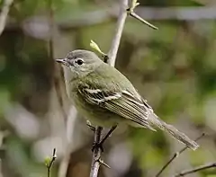 Description de l'image Phyllomyias reiseri - Reiser's tyrannulet.jpg.