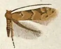 Description de l'image Phyllonorycter fragilella.JPG.