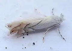 Description de l'image Phyllonorycter harrisella - British Moths.jpg.