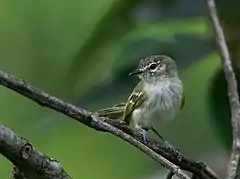 Description de l'image Phylloscartes ceciliae Alagoas Tyrannulet; Pedra d'Antas reserve, Lagoa dos Gatos, Pernambuco, Brazil.jpg.