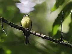 Description de l'image Phylloscartes lanyoni - Antioquia Bristle-Tyrant (cropped).jpg.