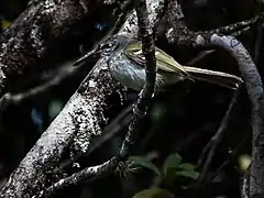 Description de l'image Phylloscartes nigrifons - Black-fronted Tyrannulet.jpg.