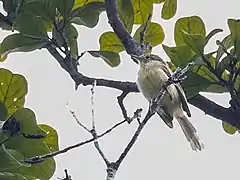 Description de l'image Phylloscartes virescens - Olive-green Tyrannulet; Presidente Figueiredo, Amazonas, Brazil.jpg.