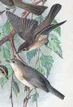 Description de l'image Phylloscopus sindianus 1889.jpg.