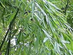 Description de l'image Phyllostachys aurea0.jpg.