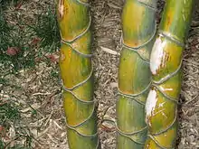 La photo couleur montre une tige de bambou à la croissance hétérogène, donnant un aspect d'écailles de tortue.