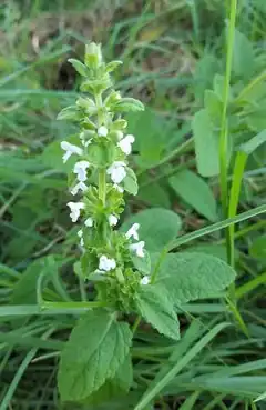 Description de l'image Phyllostegia racemosa.jpg.