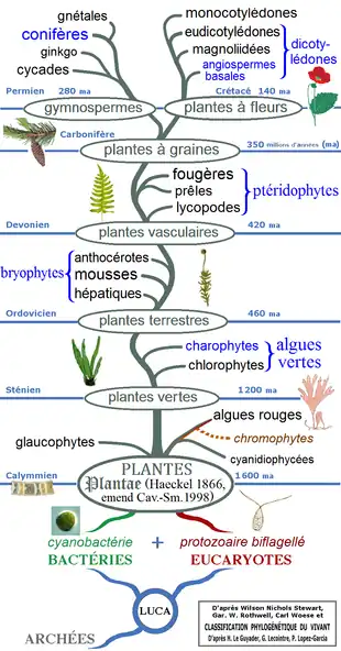 Arbre de parenté des végétaux, d'après Stewart & Rothwell (2010), Woese et al. (1990), Lecointre & Le Guyader (2006), López-García & Moreira (2008).