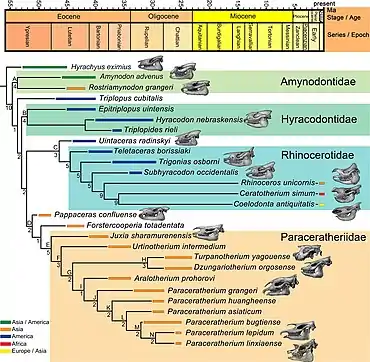 Schéma montrant les relations phylogénétiques des rhinocérotoïdes d'après l'étude publiée par Tao Deng et ses collègues en 2021. La famille des paracérathériidés, dont fait partie Paraceratherium, est montré en orange et en bas de l'image.