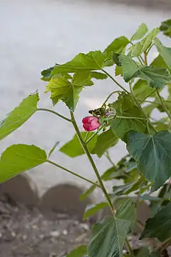 Phymosia umbellata