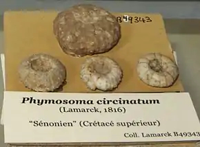 Fossiles de Phymosoma circinatum issus de la collection Lamarck (MNHN).
