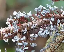 Physarum pezizoideum