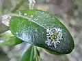 Le lichen Physcia tenella.