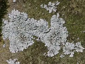 Lichen foliacé de Physcia.