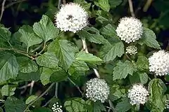 Description de l'image Physocarpus opulifolius USFWS.jpg.