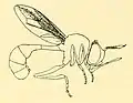 Physocephala