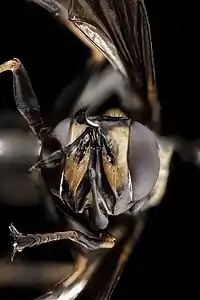 Tête de mouche du genre Physocephala (famille Conopidae), dont la suture ptilinaire est bien visible