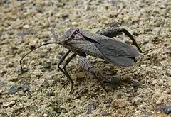 Description de l'image Physomerus grossipes top.jpg.