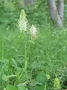 Photographie en couleurs d'une portant une inflorescence blanche élancée.