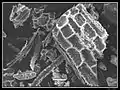 Phytolithes observés au MEB (2 sur 6)