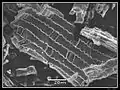 Phytolithes observés au MEB (5 sur 6)