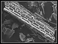 Phytolithes observés au MEB (6 sur 6)