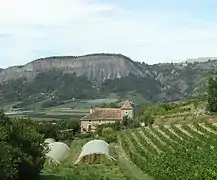 Vigne à La Crotte.